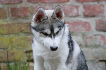 Siberian Husky ZKwP - 12