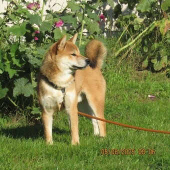 Shiba Inu - najstarszy w miocie czerwony piesek - 12