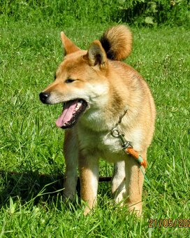 Shiba Inu, czerwony piesek mocno czernią przyprószony - 12