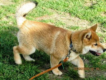 Shiba Inu czerwona, mała suczka o wielkim serduszku - 12