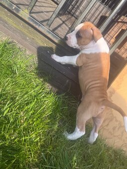Szczenięta amstaff - 12