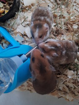 Chomiki Syryjskie 4 tygodniowe - 12