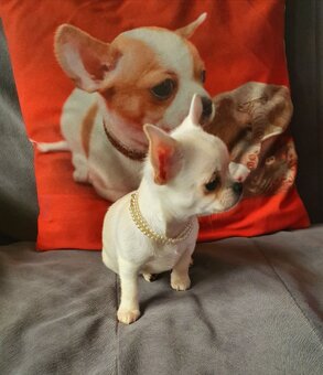 Chihuahua śliczne białe pieski - 12