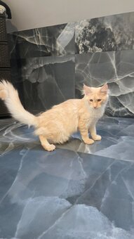 Maine coon - 12