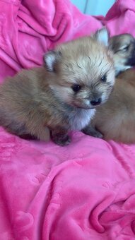 Pomeranian Miniaturowy - 12
