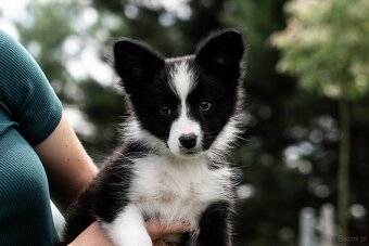 Border collie suczka czarno-biała ZKwP FCI z metryki szczeni - 12
