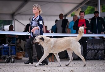 Szczenięta kangal - 12