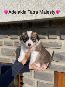 Szczenięta Welsh Corgi Pembroke - Tatra Majesty - 12