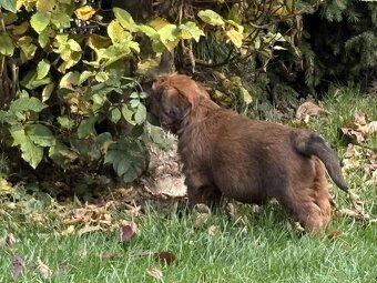 Briard szczeniak suczki - 12