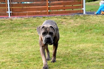 Cane Corso z rodowodem FCI - 12