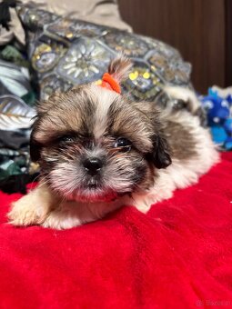 Szczeniaczki Shih Tzu - 12