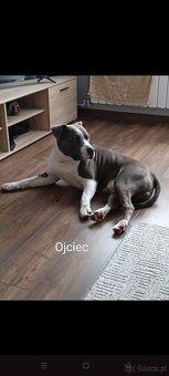 Masywne szczeniaki amstaff - 12