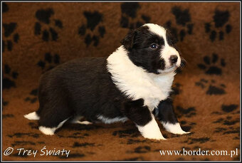 psy szczeniaki Border Collie ZKwP FCI - 12