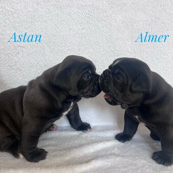 Buldog Staroangielsky - Old English Bulldog - 12