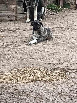 Bandog,kangal,Dog argentyński - 12