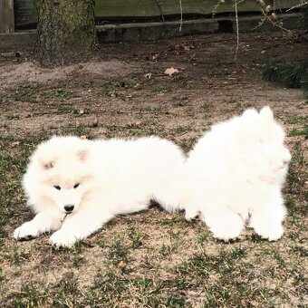 SAMOJED szczenięta - 12