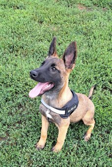 Owczarek Belgijski piesek - 12