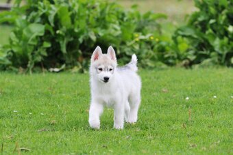 Siberian Husky ZKwP - 12