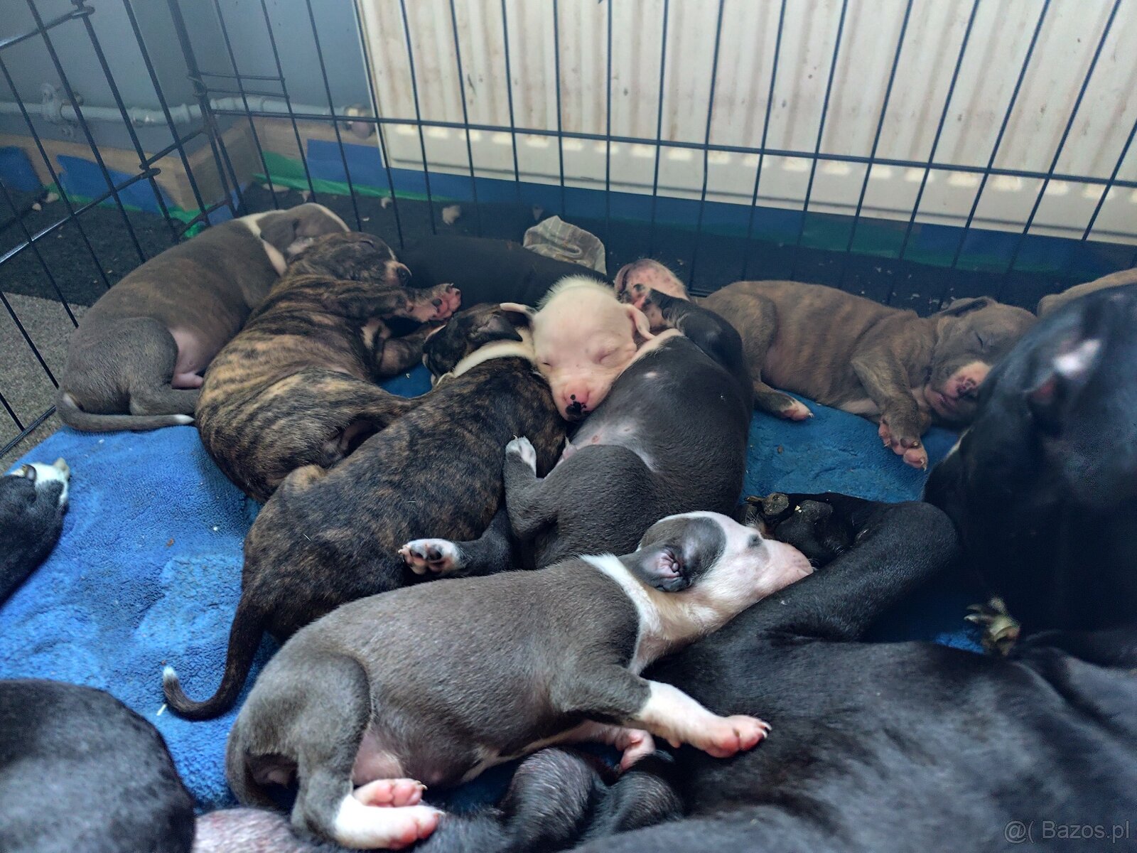 Rezerwacja szczeniąt Amstaff - 13