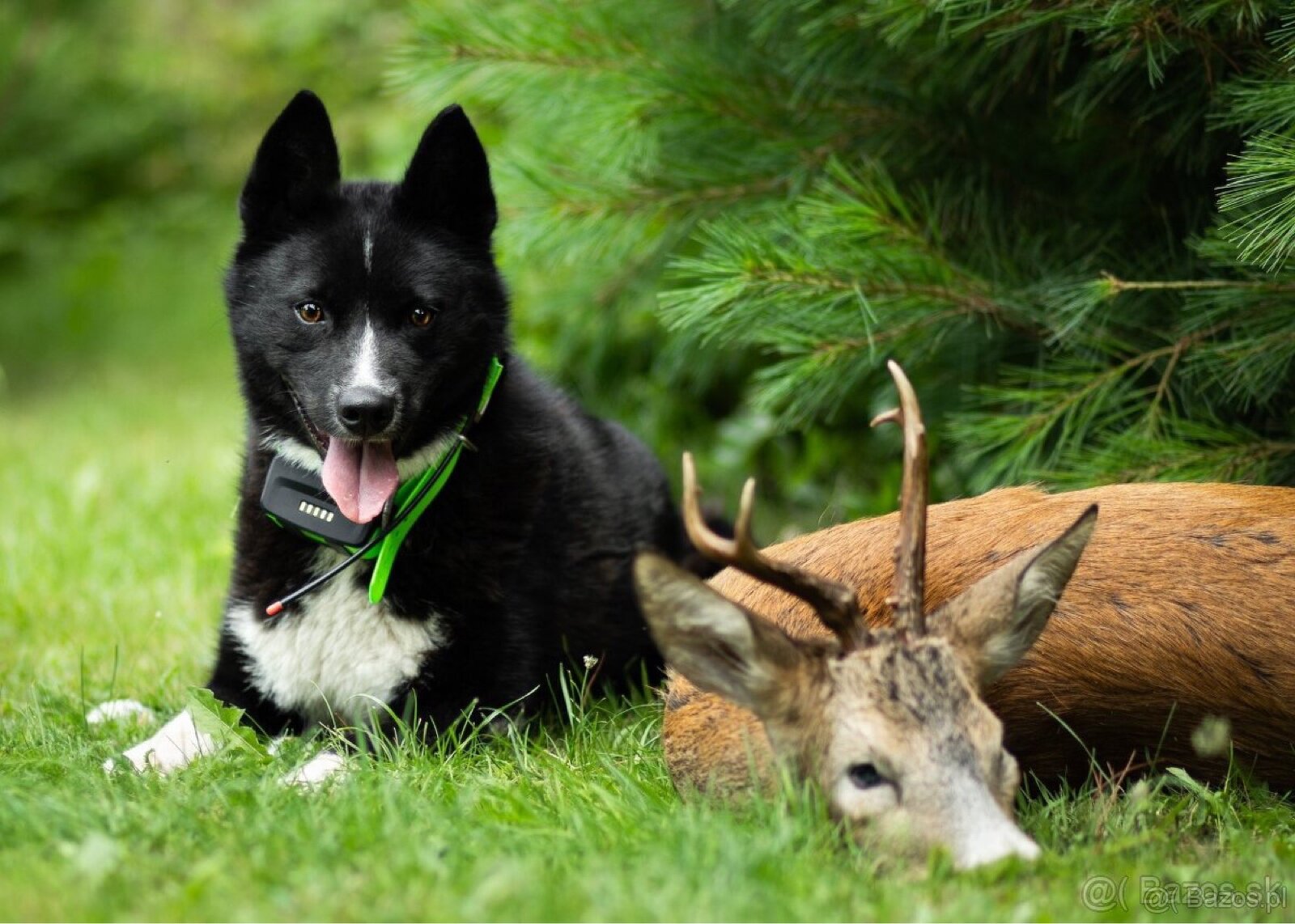 Szczenięta Karelski pies na niedźwiedzie z rodowodem FCI - 13