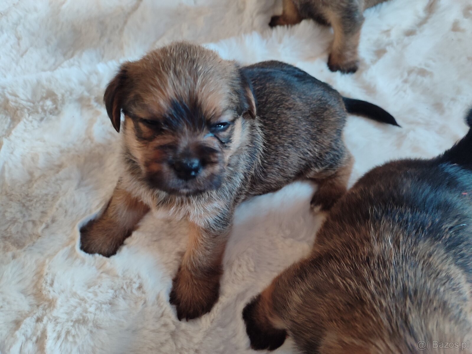 Śliczne suczki i pieski - 13