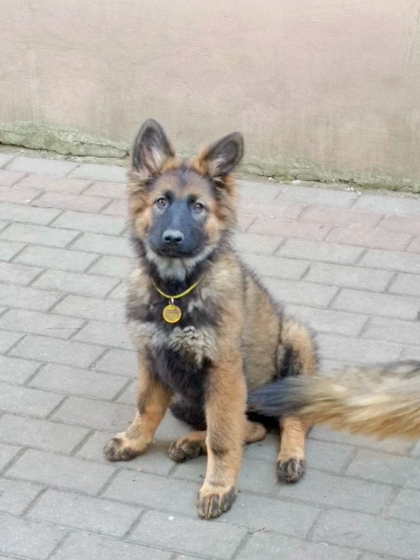 Suczka owczarek niemiecki długowłosy - 13