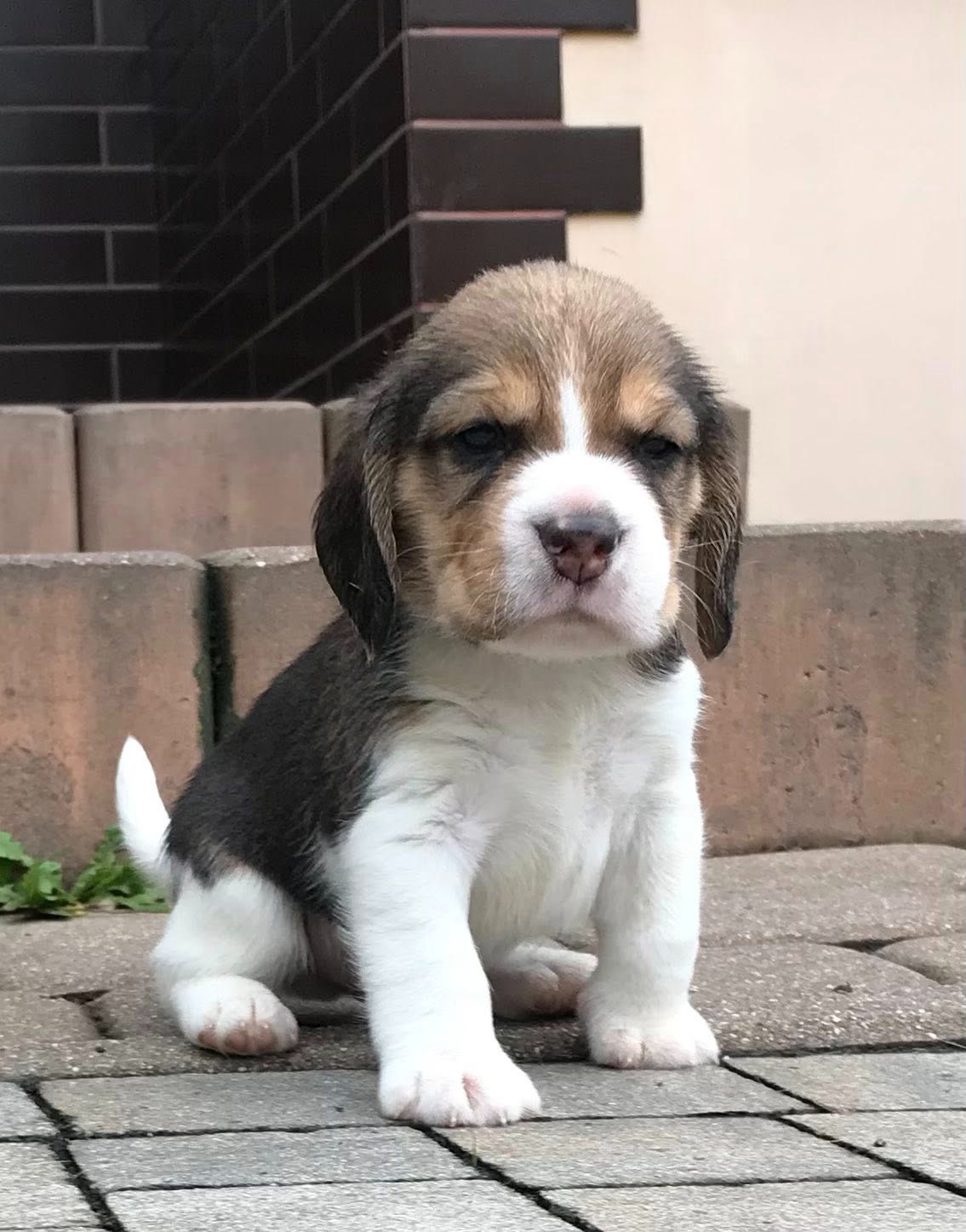 Beagle / Bigle - szczenięta rodowodowe ZKwP / FCI po Champio - 13