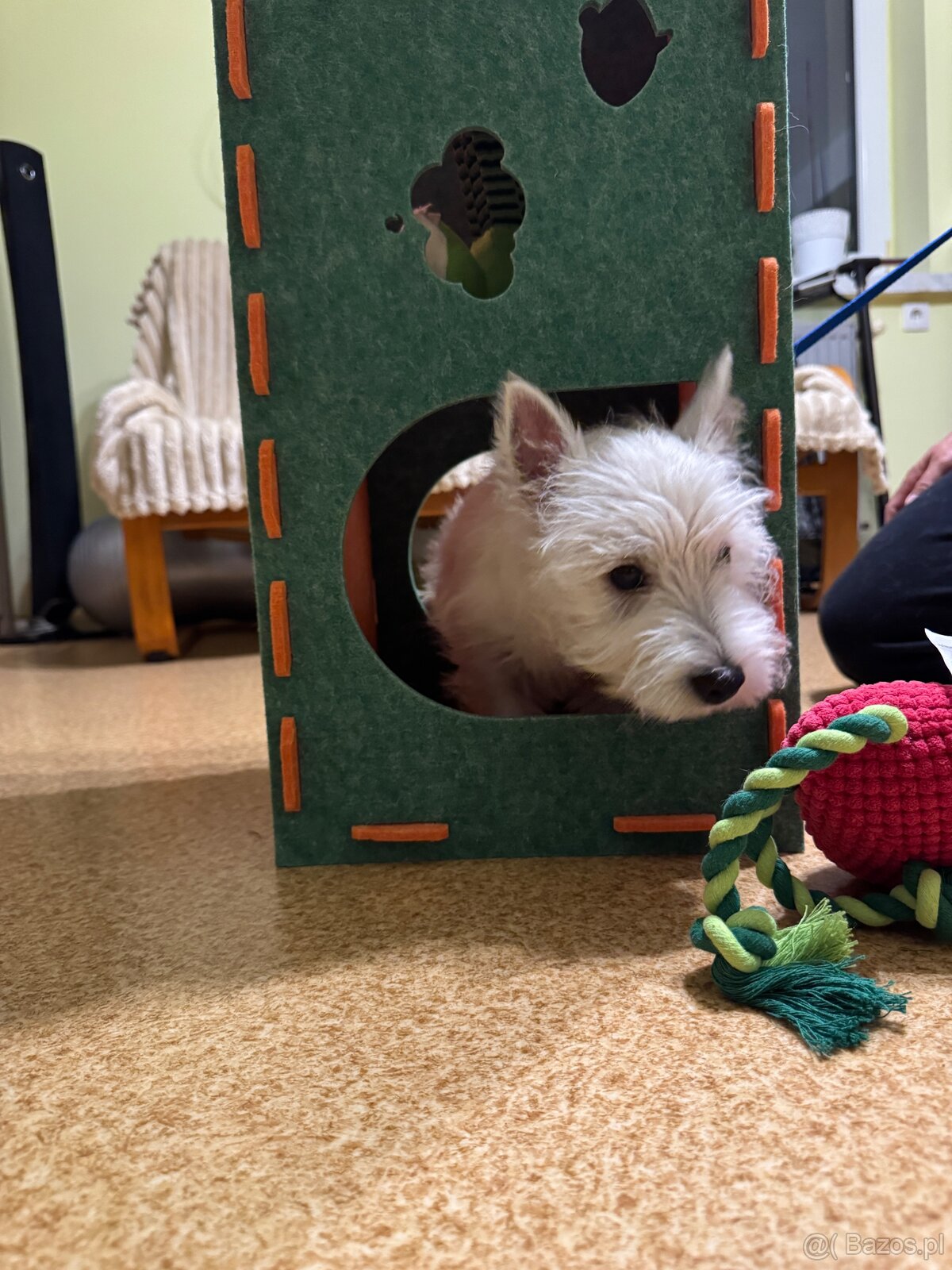 West Highland White terrier - 13