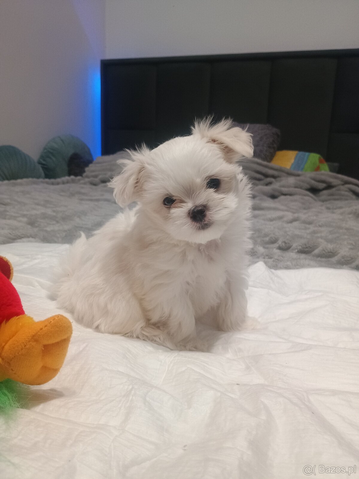 Maltańczyk Royal Maltese - 13