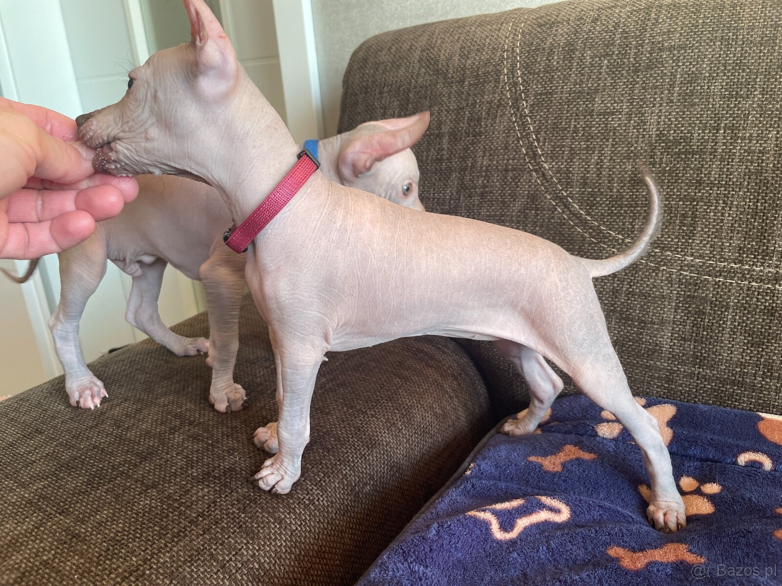 Peruwiański Pies bezwłosy - 13