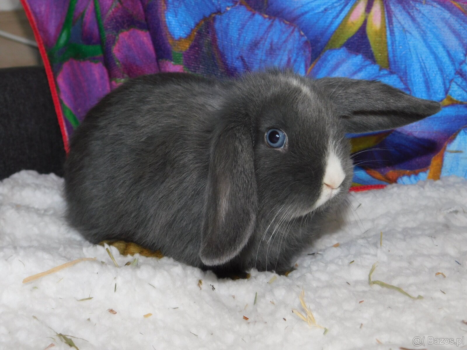 Piękne baranki mini lop niebieskie - 13