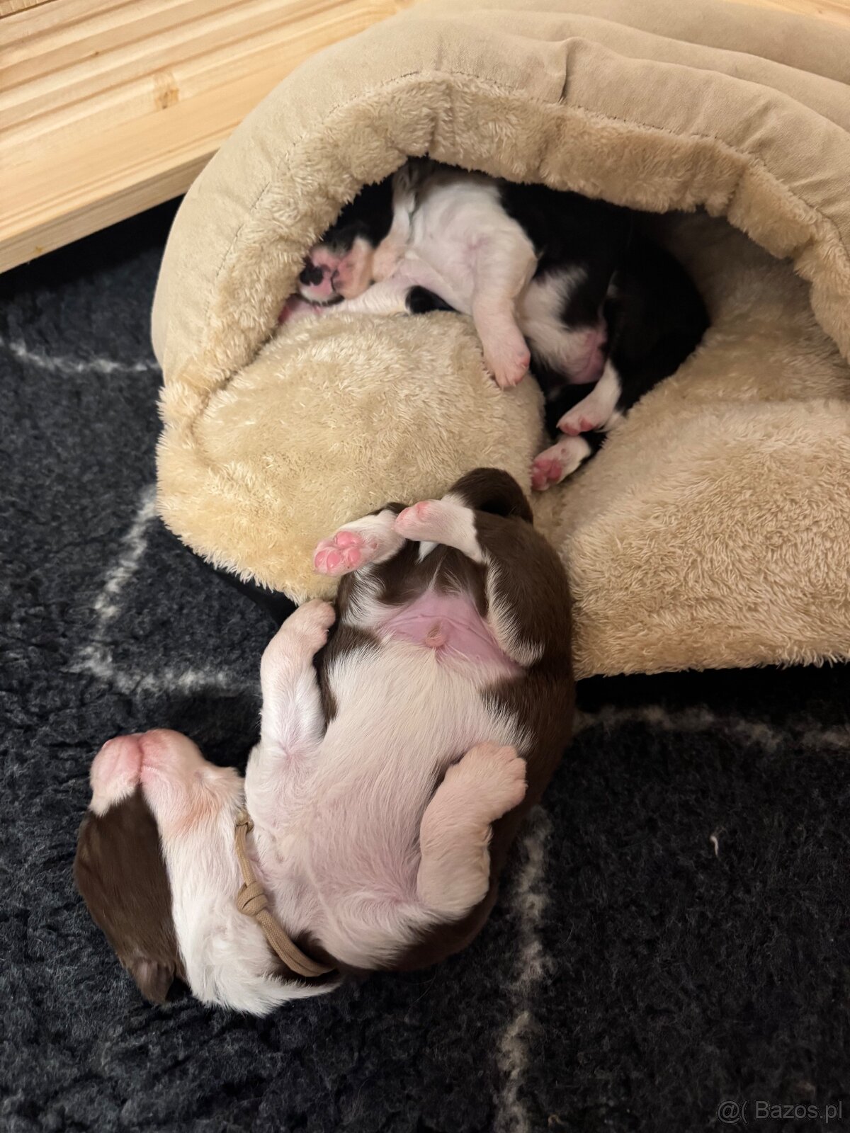 Border Collie z PP /FCI/ szczenięta - 13