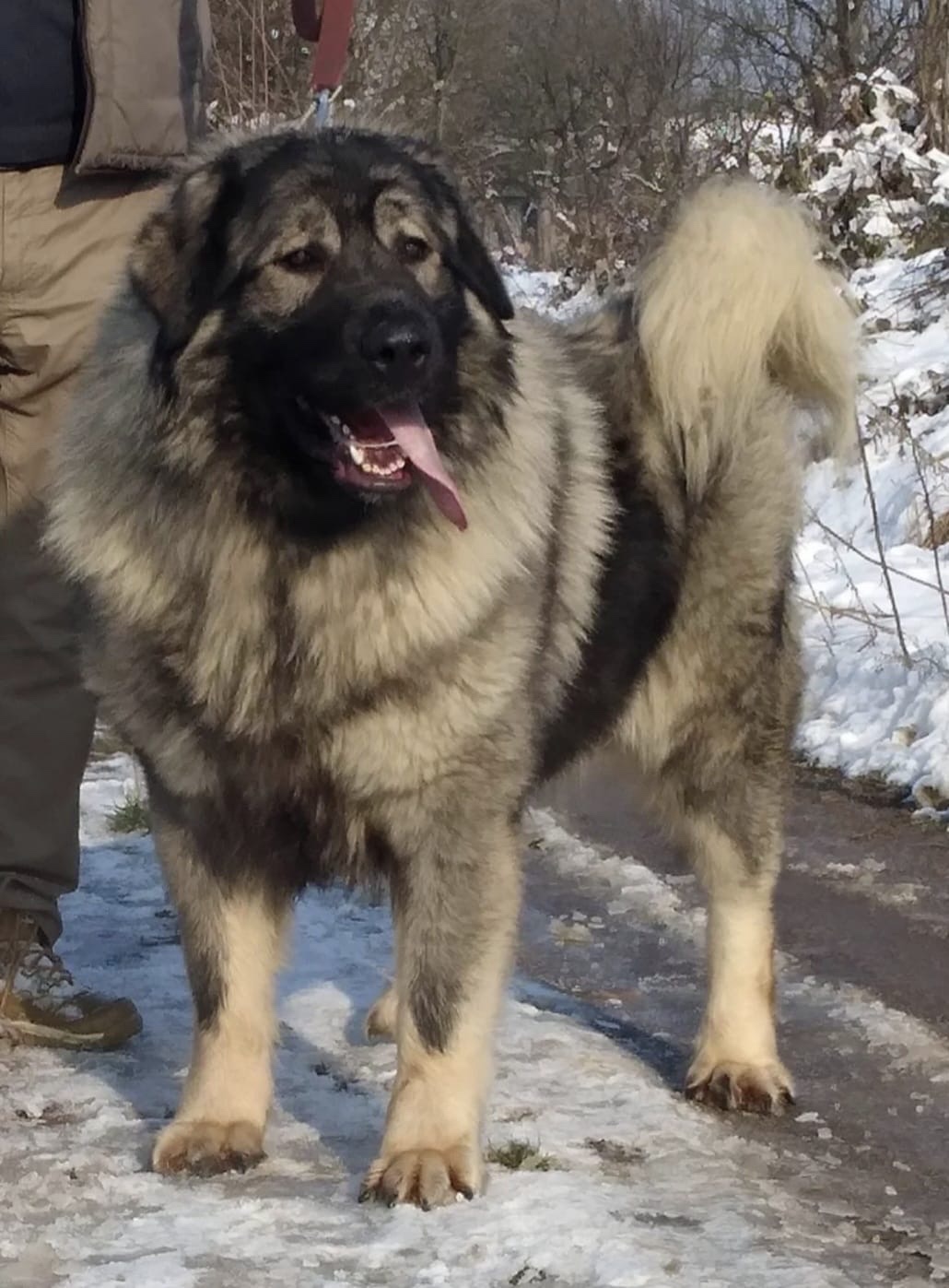 Szczenięta Owczarka Kaukaskiego - 13