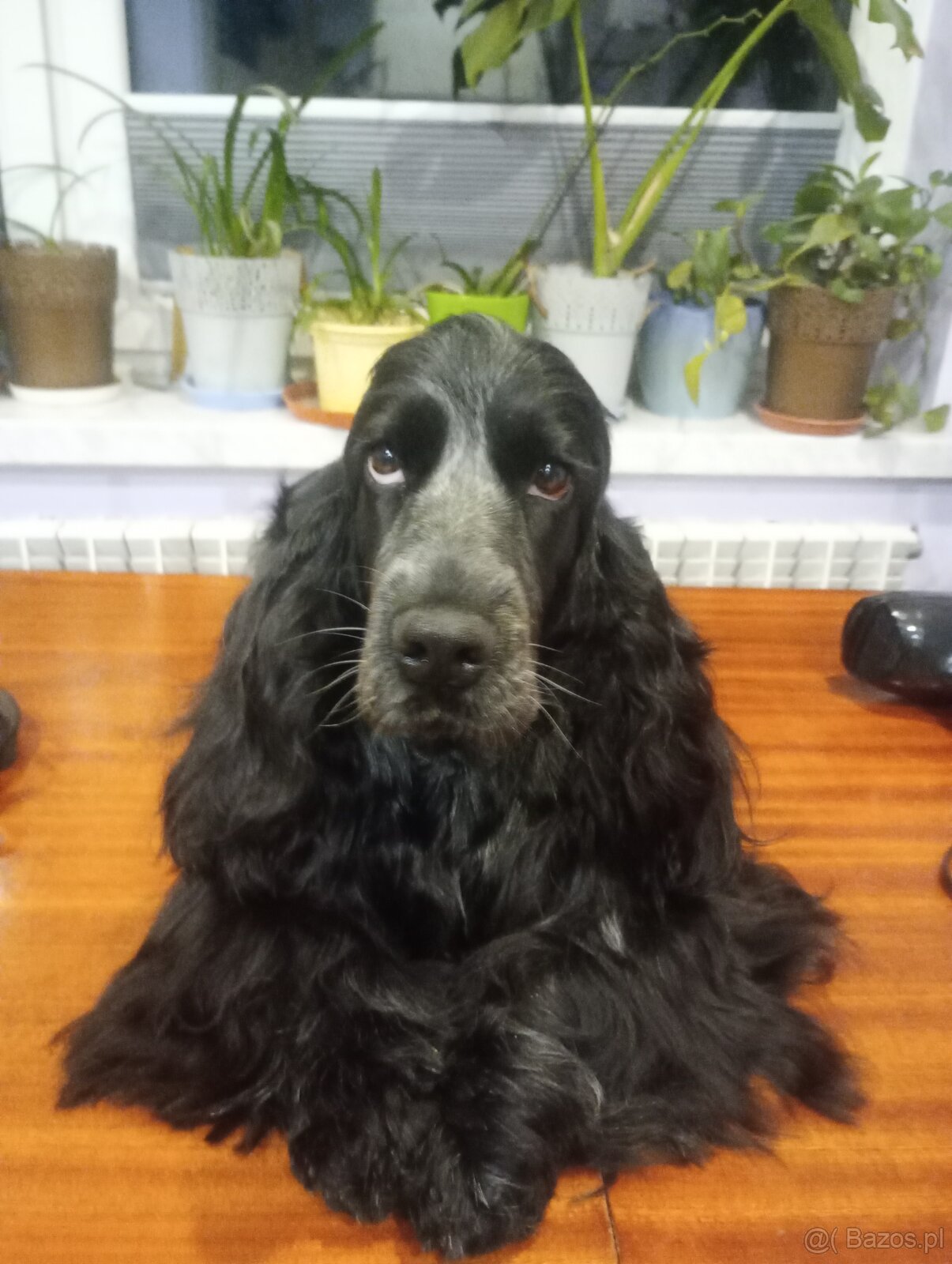 Zapowiedź miotu Cocker spaniel angielski - 13