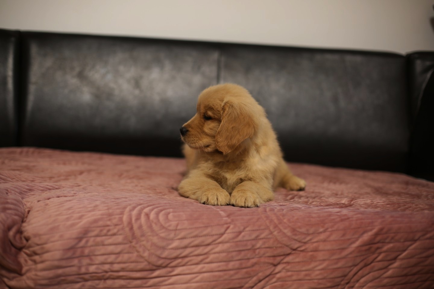 GOLDEN RETRIEVER-złote, ZKwP/FCI, typ amerykański - 13