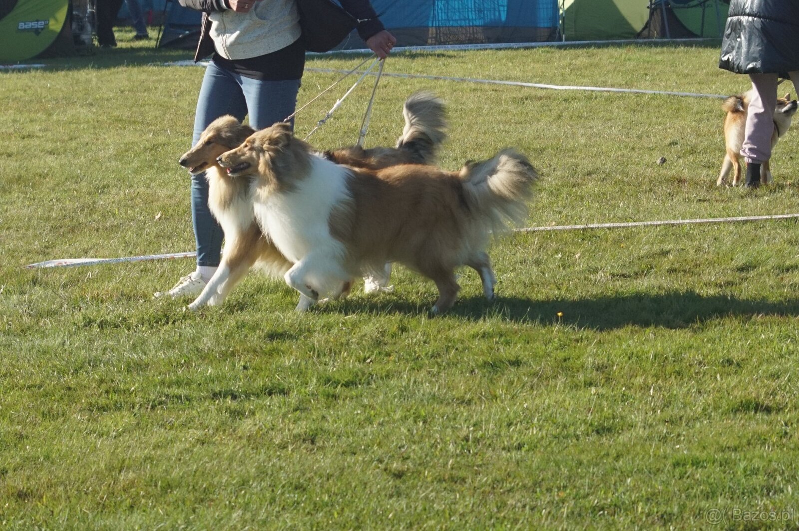 OWCZAREK SZKOCKI DŁUGOWŁOSY SUCZKA - 13