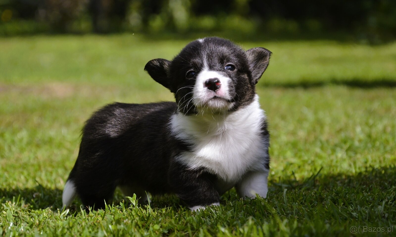 Welsh Corgi Cardigan ZKwP/FCI - 13