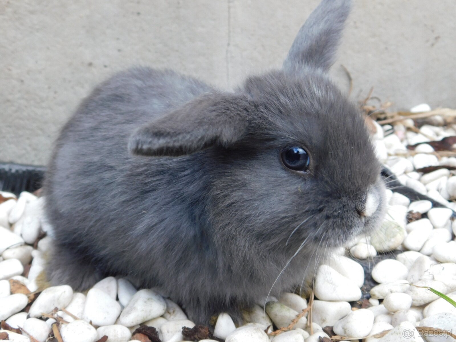 Baranki mini lop - 13