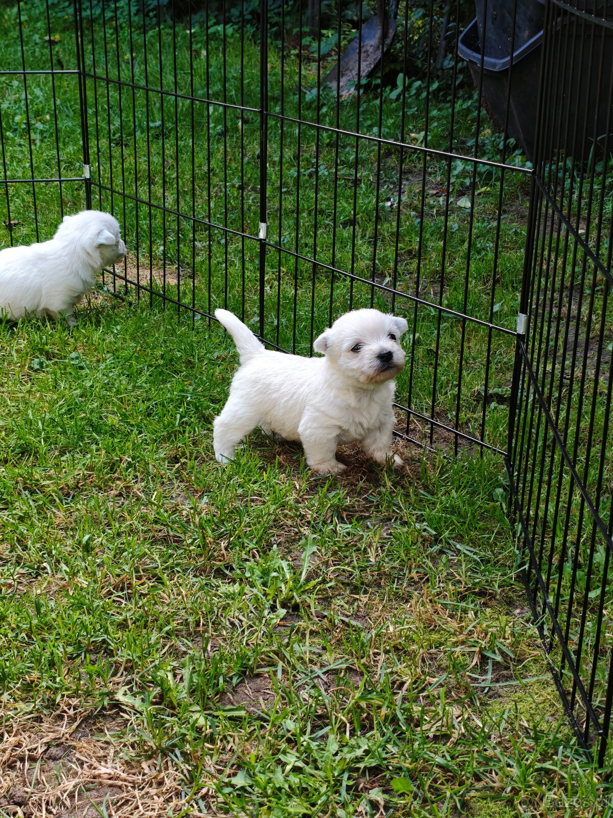 Szczenięta West Highland White Terrier - 13