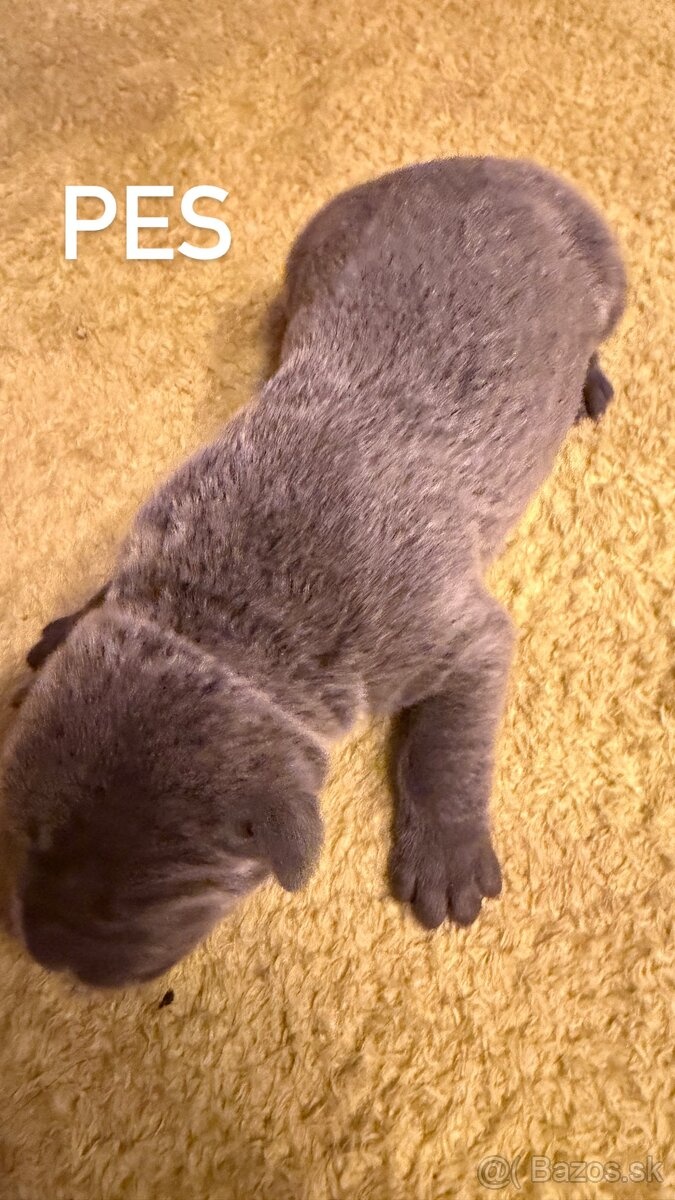 Szczeniaki Bandogi s rodokmenom VIP BANDOG KENNELS - 13