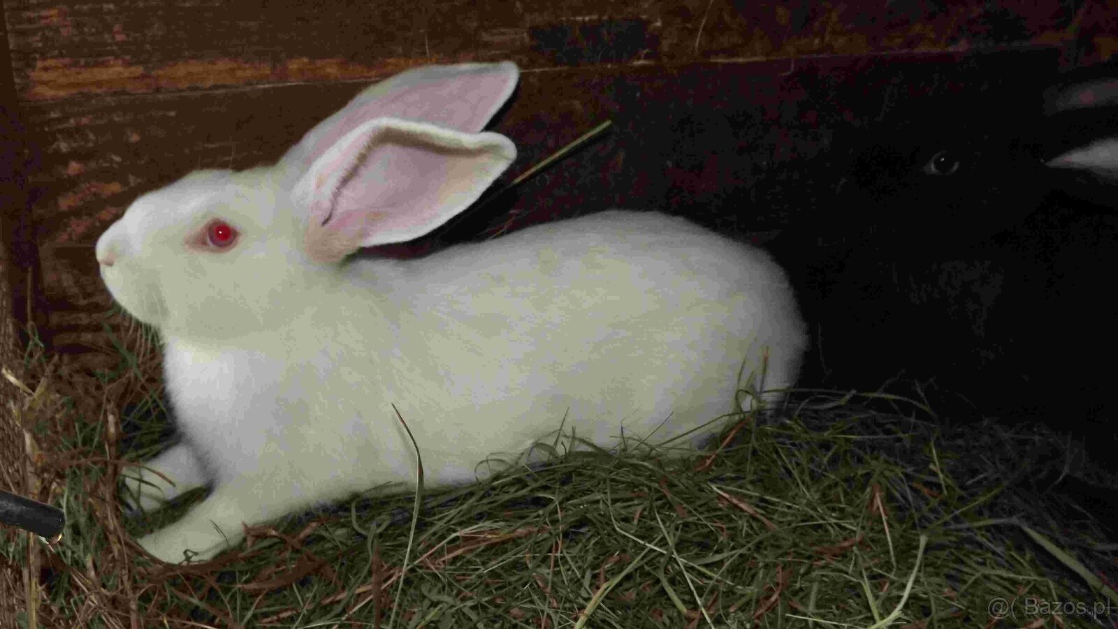 sprzedam króliki - 13