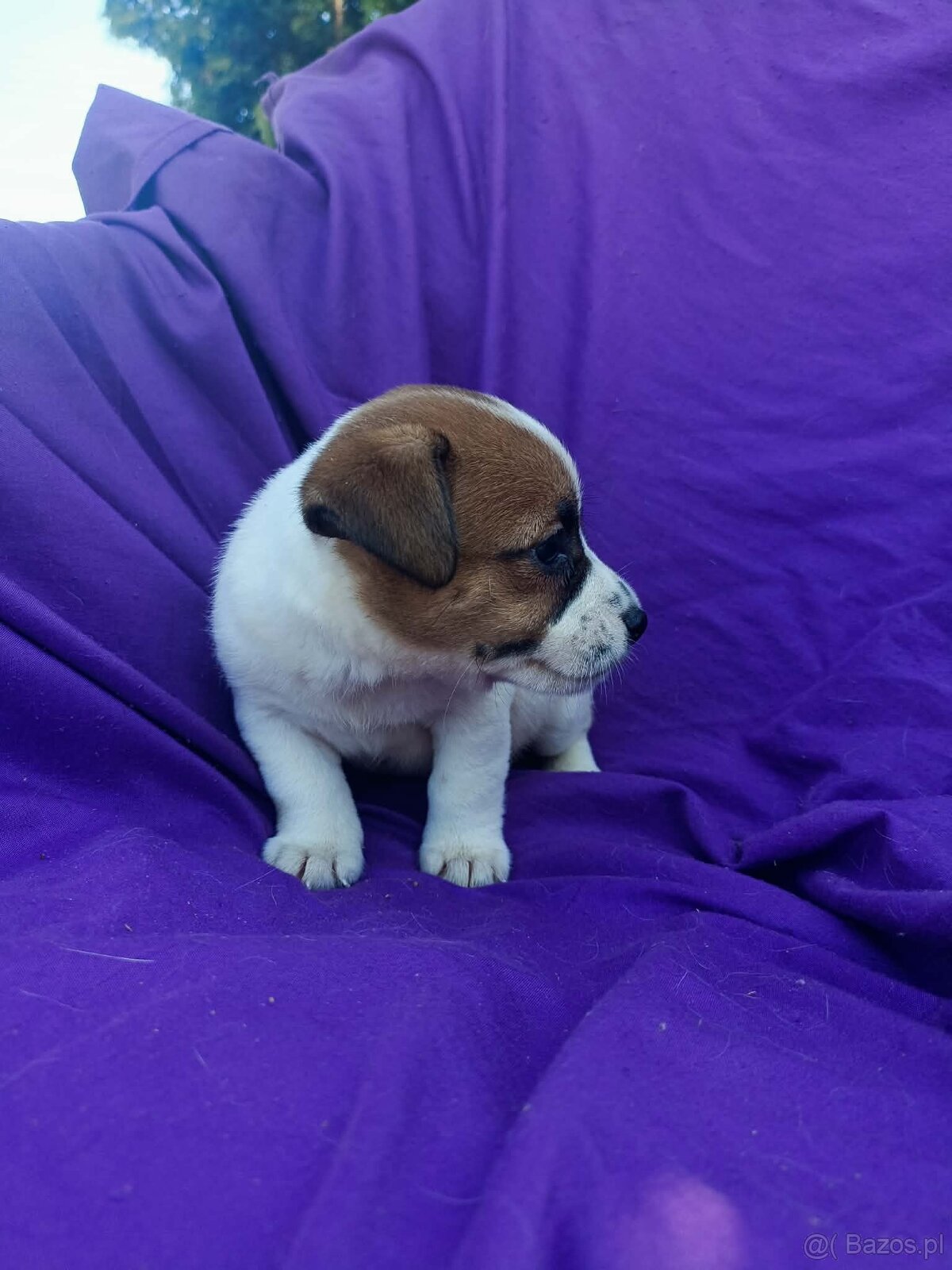 Jack Russell terrier JRT rodzice FCI - 13