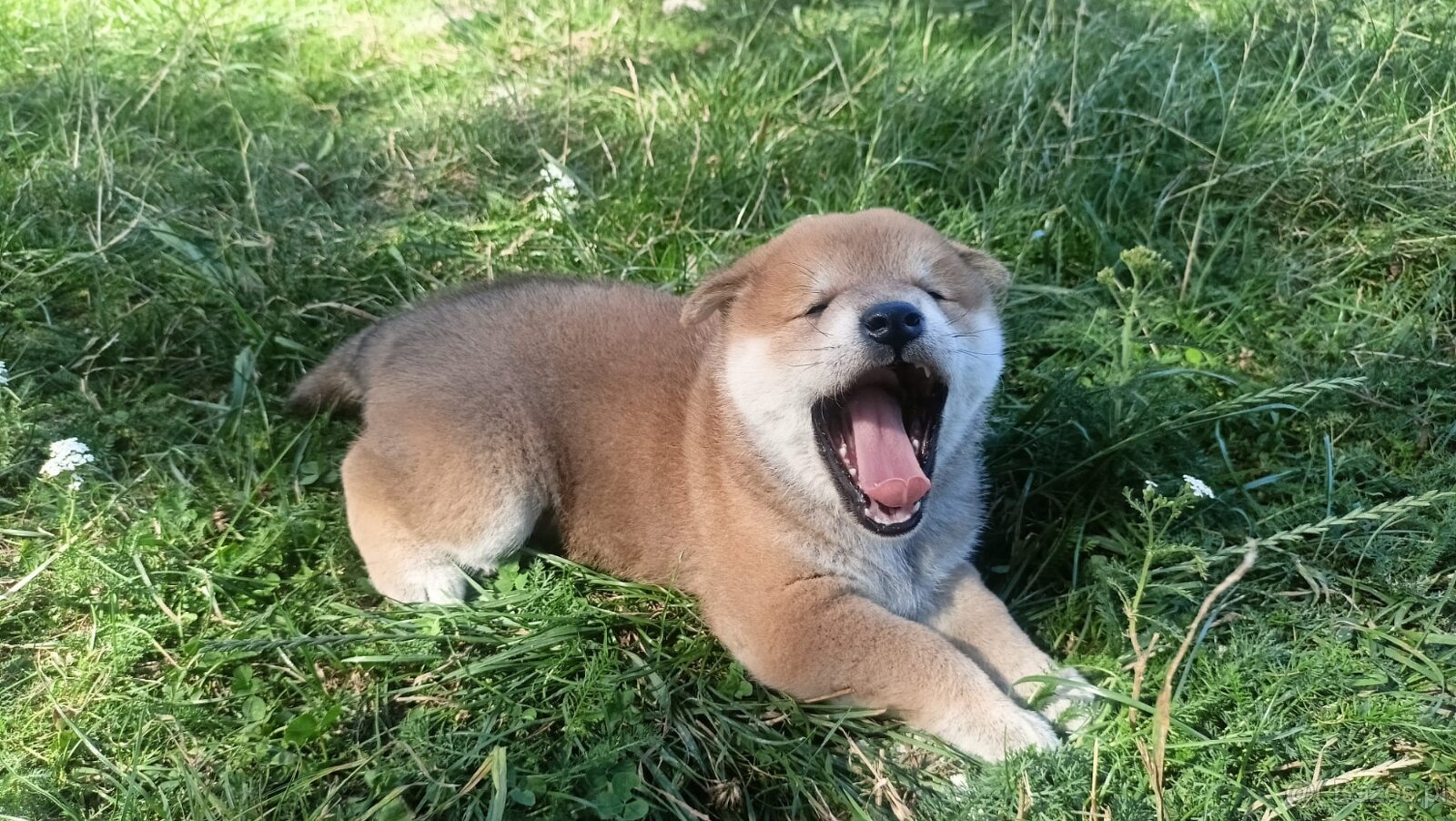 Dwoje szczeniąt Shiba Inu ur.07.08.2026r. - 13