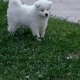 Samoyed szczenięta - 13