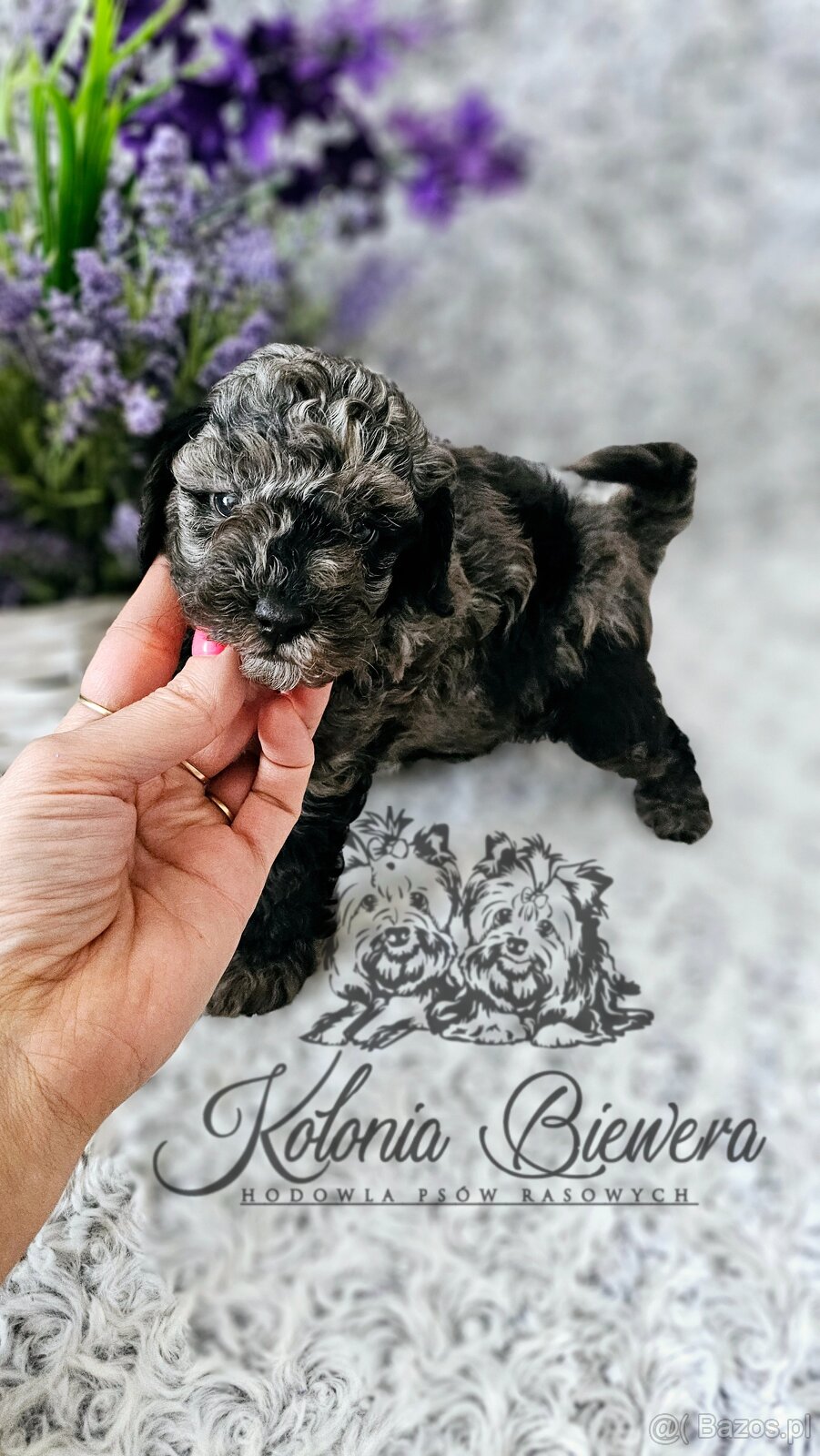 Pudel Toy/Miniaturowy Blue Merle adania Genetyczne Paszport - 13