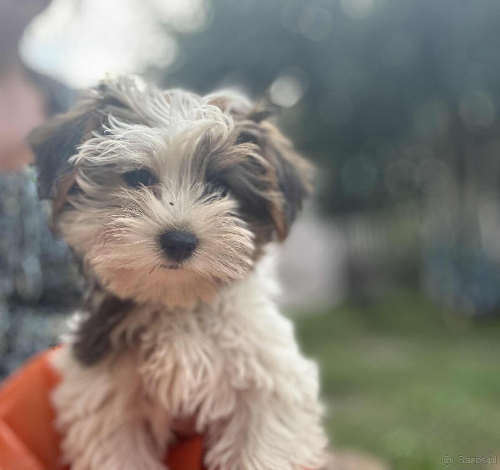 York terier średni - 13