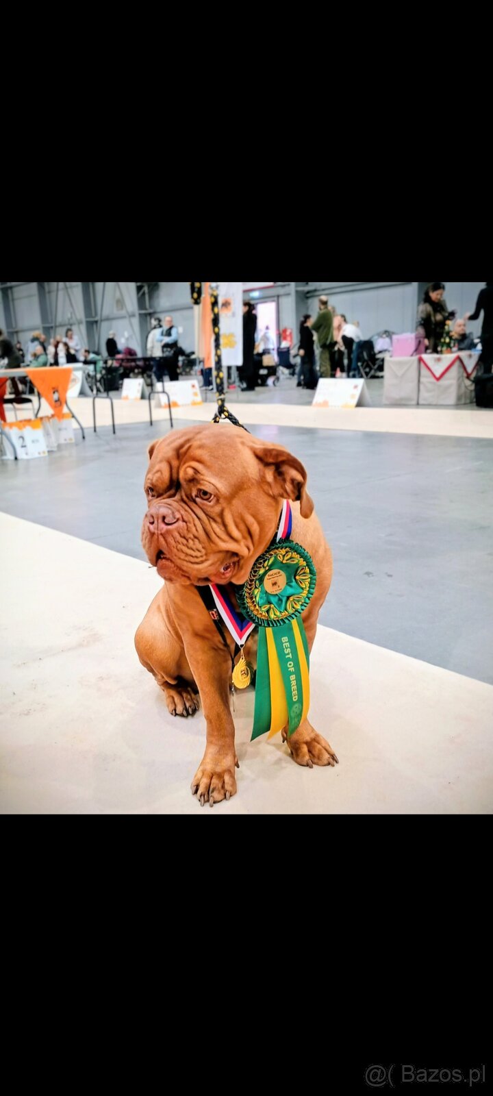 Štěňata bordeauxské dogy s PP - 13