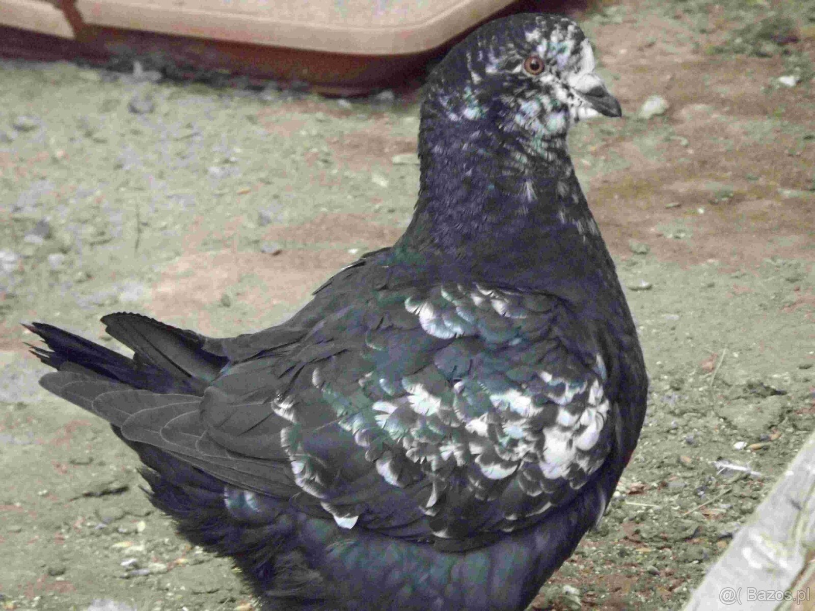 sprzedam gołębie - 13