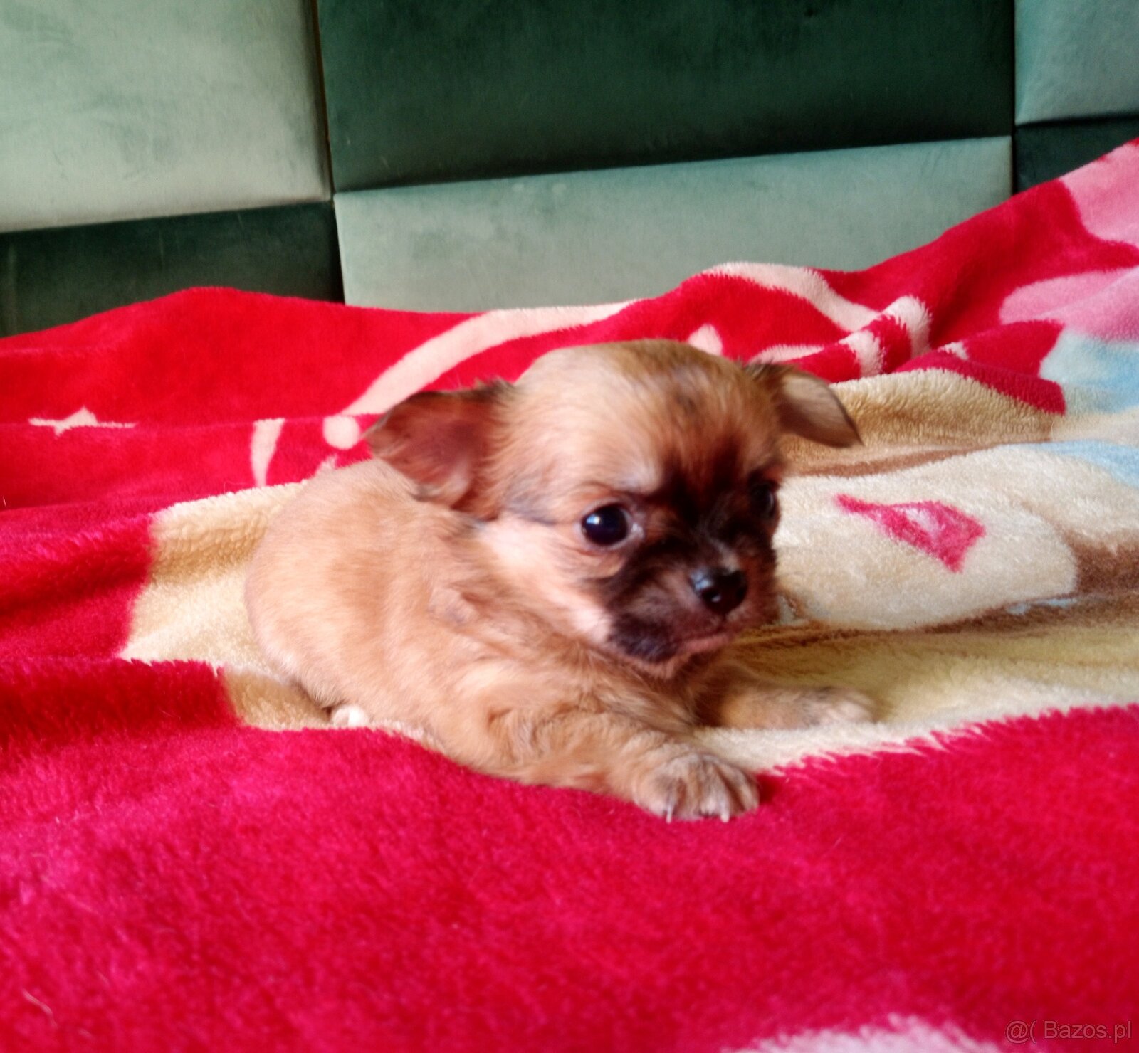 Chihuahua szczenięta - 13