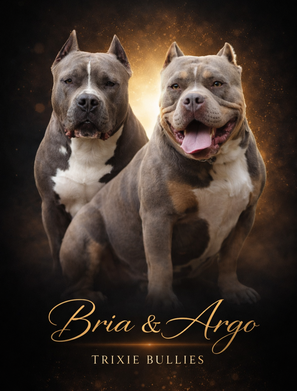 American Bully Standard - 13